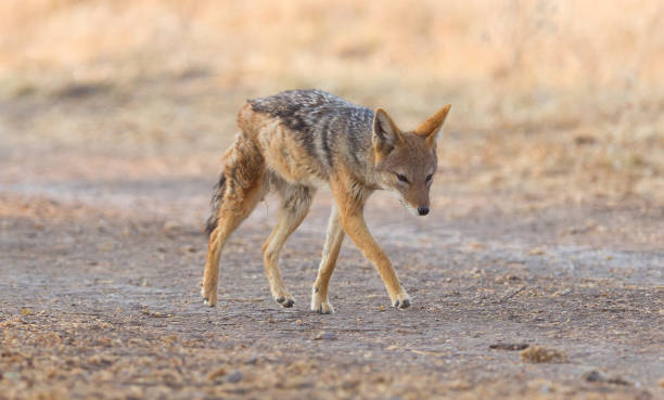 istock Black backed jackal (Canis mesomelas) walking in the Kalahari 1040289704