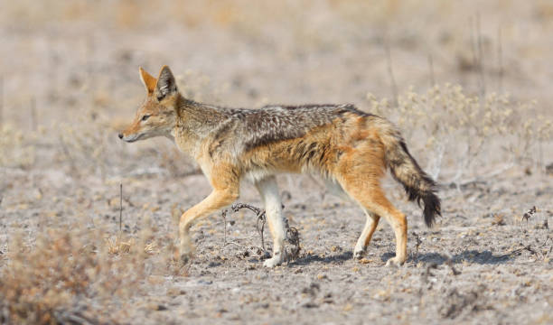 istock Black backed jackal (Canis mesomelas) walking in the Kalahari 1040289758