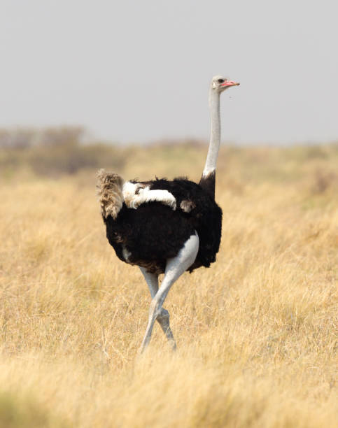 istock Male adult ostrich (Struthio camelus) 1040290032