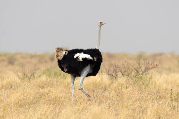 istock Male adult ostrich (Struthio camelus) 1040290196