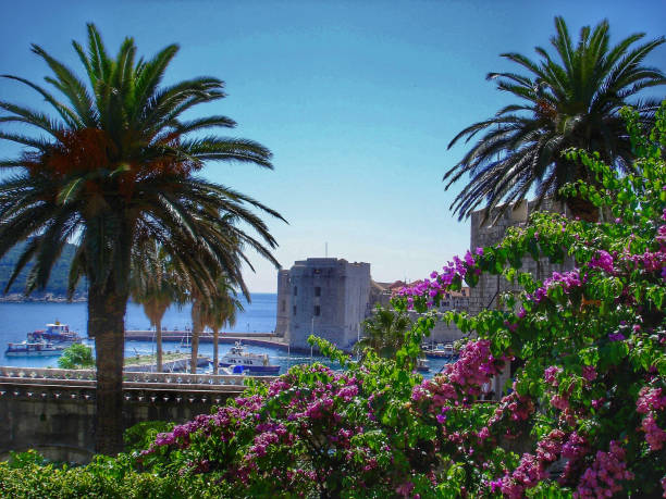 istock Dubrovnik view with palm trees and bougainvillea 1040290890