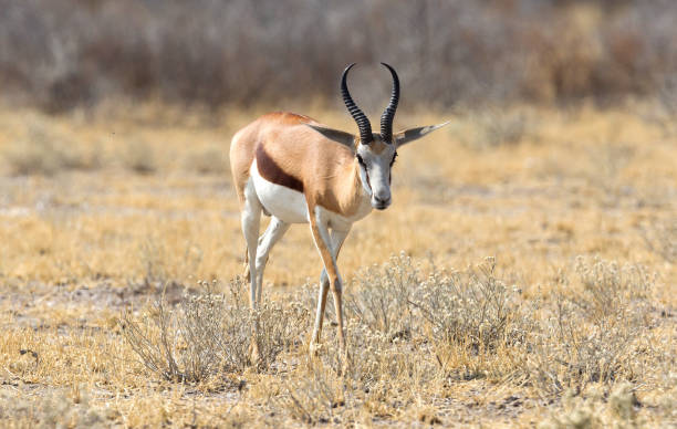 istock Springbok antelope (Antidorcas marsupialis) in it's natural habitat 1040293908