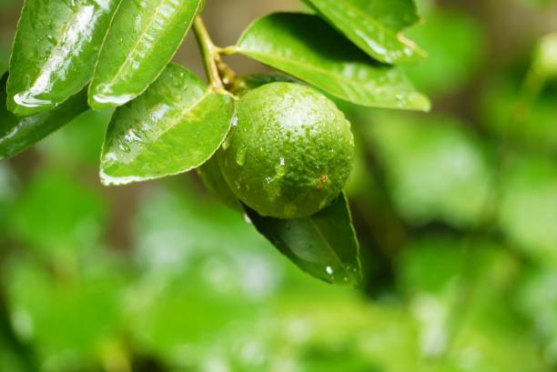 istock Green lemon on tree , natural green plant view under sunlight for background or wall paper . 1040298734