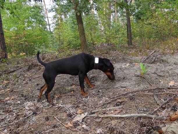 istock a black dog stands on the ground in the forest 1040300672