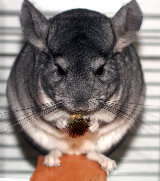 istock Gray fluffy chinchilla. A rodent eats a flower of echinacea 1040304352