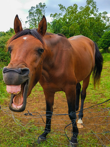 Funny picture of a horse laughing and showing its teeth
