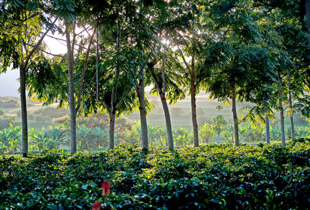 Sunrays through Coffee Plantation, Arusha, Tanzania Sunrays create silhouettes and halos of sunlight around the leaves and row of tree trunks through the foliage of this Coffee Plantation in Arusha, Tanzania, Africa arusha region stock pictures, royalty-free photos & images