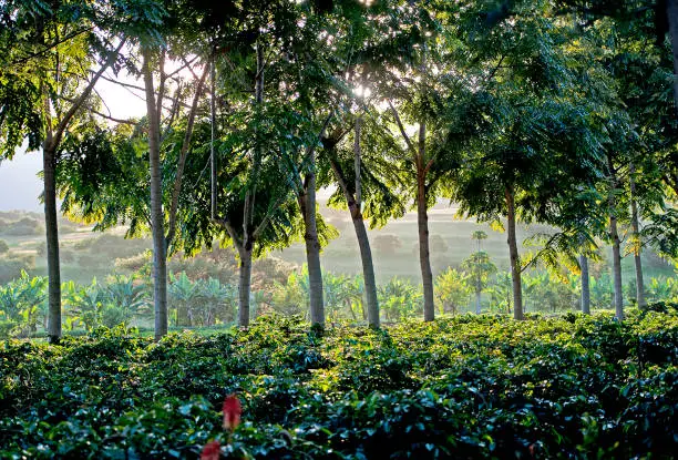 Sunrays create silhouettes and halos of sunlight around the leaves and row of tree trunks through the foliage of this Coffee Plantation in Arusha, Tanzania, Africa