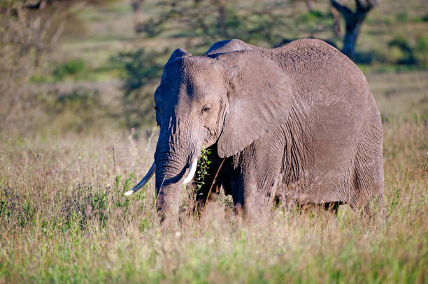 istock Grazing great. Elephant, Serengeti, Tanzania 1040307970