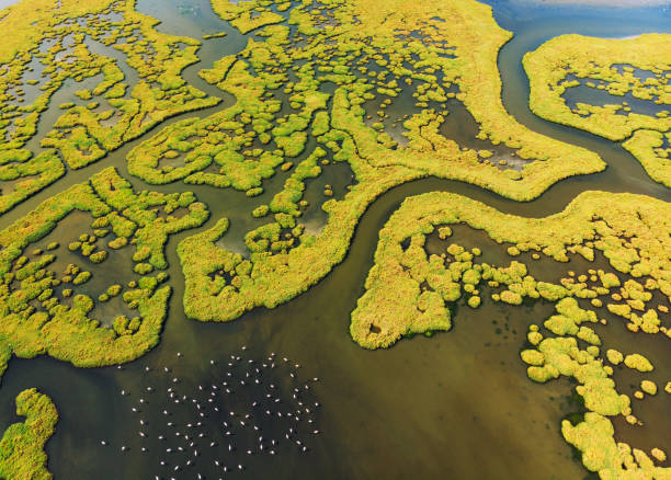 Wetland and Flamingos