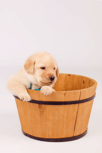istock Cute white puppy inside a brown wooden bucket 1040312004