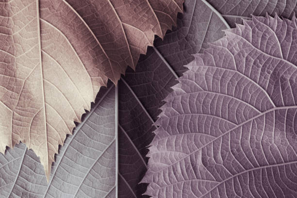 istock Natural background with leaves of trees 1040312578