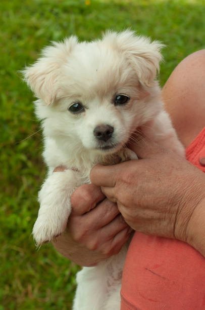 istock White little dog is in human hands 1 1040316334