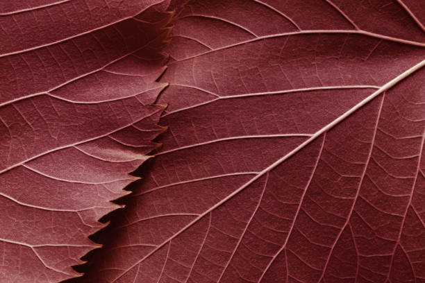 fondo natural con hojas de árboles - leaf autumn macro leaf vein fotografías e imágenes de stock