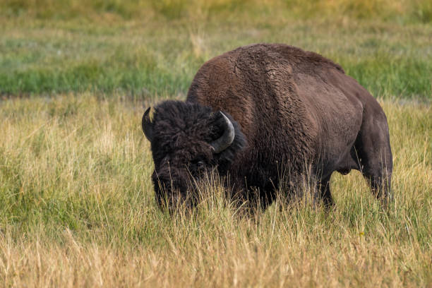istock bison in Yellowstone Nationale Park 1040324502