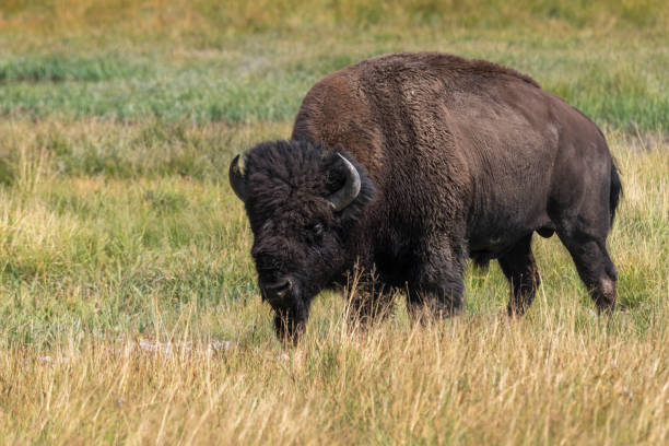 istock bison in Yellowstone Nationale Park 1040324506