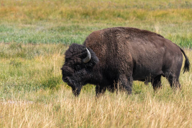 istock bison in Yellowstone Nationale Park 1040324538