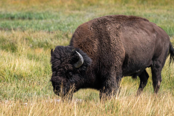 istock bison in Yellowstone Nationale Park 1040324584