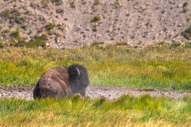 istock bison in Yellowstone Nationale Park 1040324616