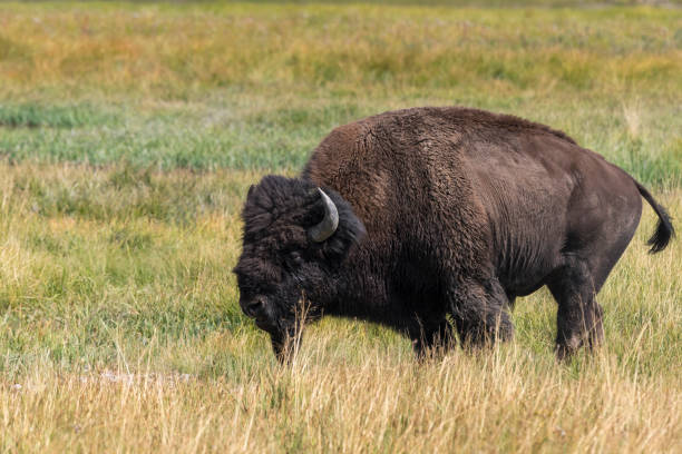istock bison in Yellowstone Nationale Park 1040324752