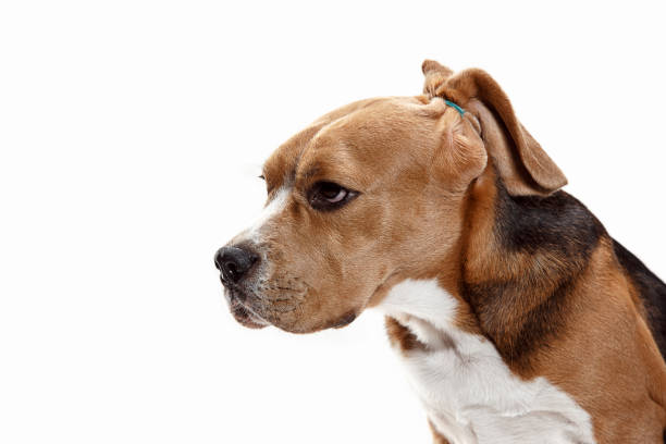 istock Front view of cute beagle dog sitting, isolated on a white background 1040325220