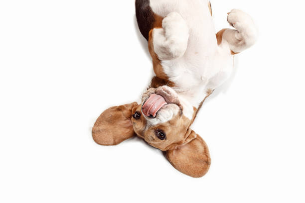 istock Front view of cute beagle dog sitting, isolated on a white background 1040325246