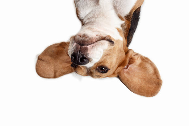 istock Front view of cute beagle dog sitting, isolated on a white background 1040325280