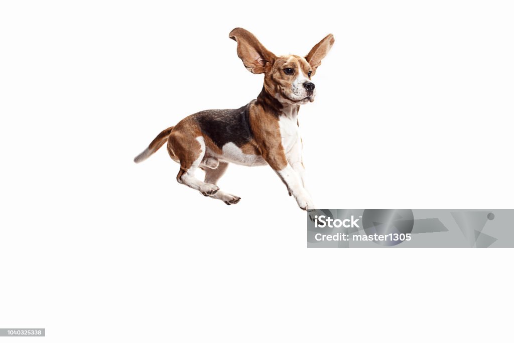 Front view of cute beagle dog isolated on a white background Front view of cute beagle dog jumping isolated on a white studio background Dog Stock Photo
