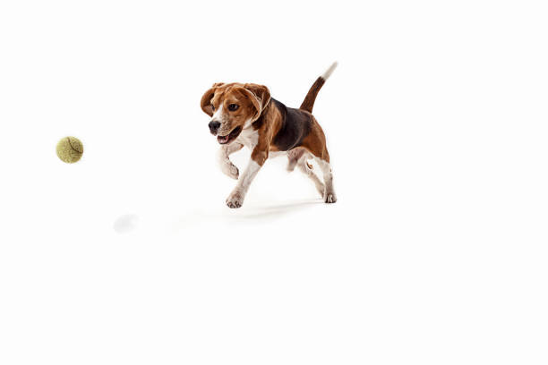 istock Front view of cute beagle dog with ball isolated on a white background 1040325358