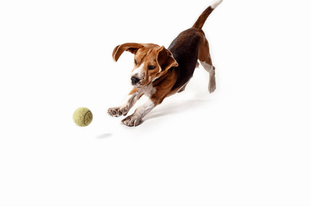 istock Front view of cute beagle dog with ball isolated on a white background 1040325372