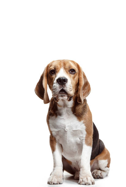 istock Front view of cute beagle dog sitting, isolated on a white background 1040325388
