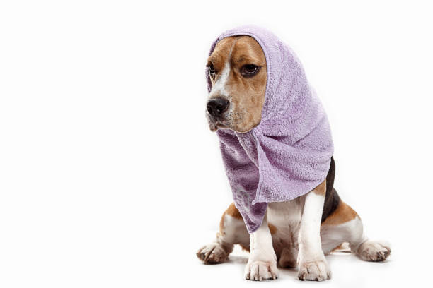istock Front view of cute beagle dog sitting, isolated on a white background 1040325408