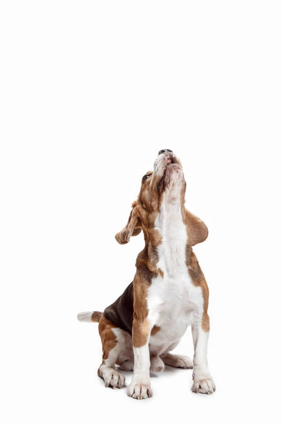istock Front view of cute beagle dog isolated on a white background 1040325412
