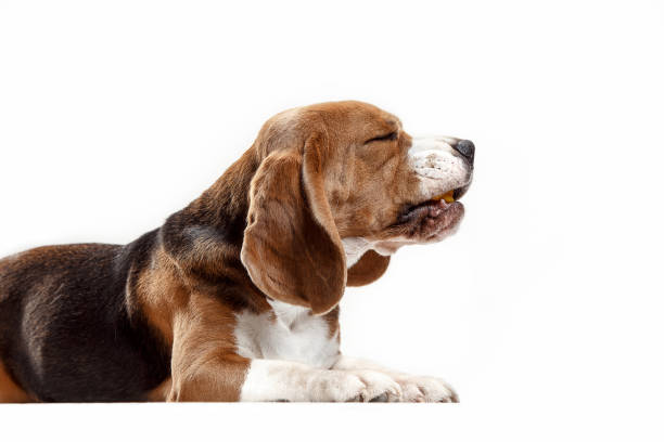 istock Front view of cute beagle dog sitting, isolated on a white background 1040325510