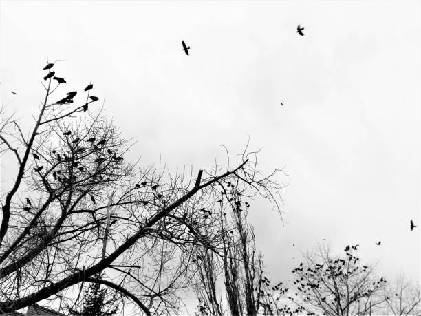 istock a flock of black birds in the overcast sky 1040325636