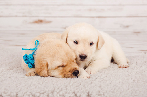 Photography of two beautiful newborn puppies, lying next to each other on  a white wool floor carpet. One dog is white, awake with eyes open and looking directly in the camera. The other puppy is brown to cream color of fur and sleeping. The little dogs have blue ribbons. They are cuddling, almost in a hug. The beige background is wooden and blurred. The photo is bokeh. The shot is taken indoors, in a studio. The floor carpet, the rug is made of white wool. Excellent for greeting cards, memes, blogs, design, etc.