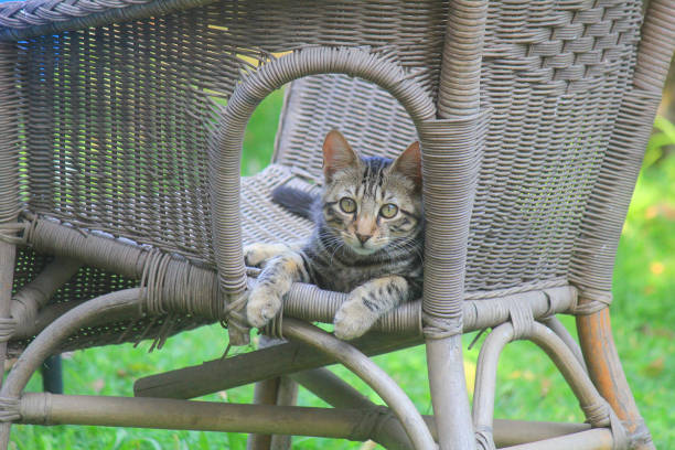 istock cat sitting on a wicker chair 1040333282