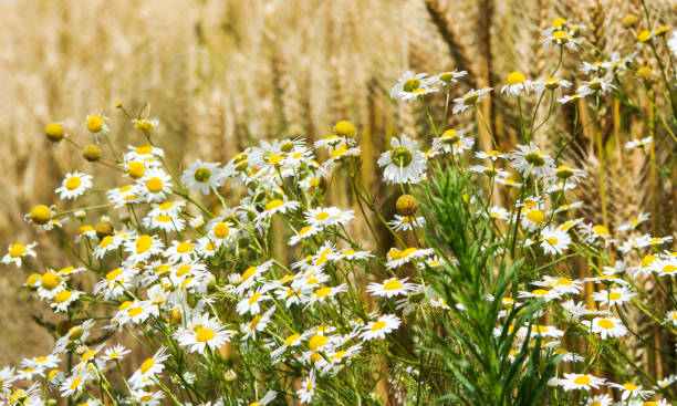 istock Wheat field with chamomile in the foreground under cloudy sky 1040334088