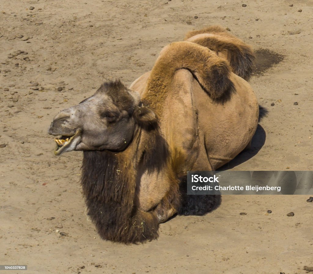 Funny Portrait Close Up Of A Camel Smiling With Two Humps On His Back Stock  Photo - Download Image Now - iStock