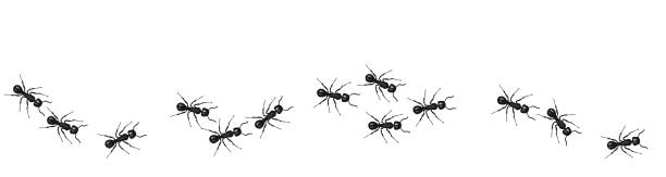 A line of worker ants marching in search of food. Vector banner A line of worker ants marching in search of food. Vector banner ant stock illustrations