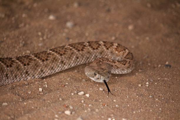 istock Close Up of Rattle Snake Head 1040343128