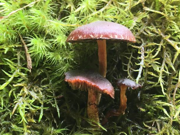 istock Fabulous Fungi 1040352102