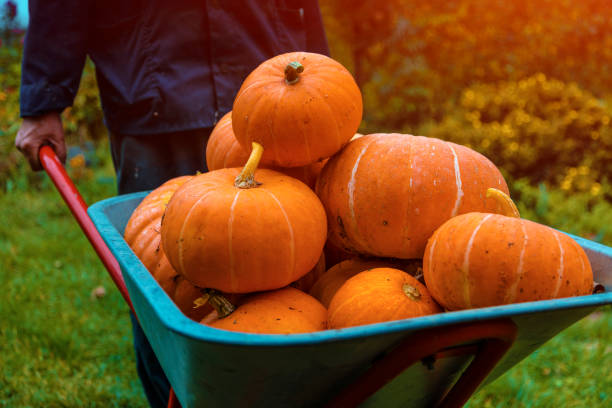 istock Pumpking in wheelbarrow 1040352752