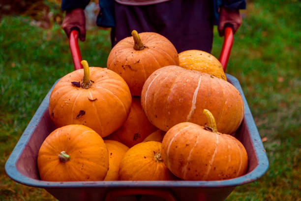 istock Pumpking in wheelbarrow 1040352756