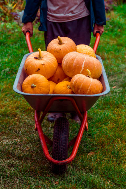 Pumpking in wheelbarrow