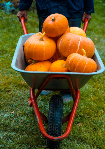 Pumpking in wheelbarrow