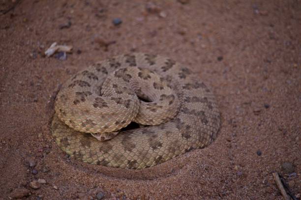 istock Rattle Snake Coiled in a Defensive Position 1040355518