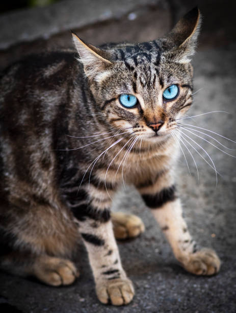 istock gray tabby cat with blue eyes sitting on the asphalt 1040359260