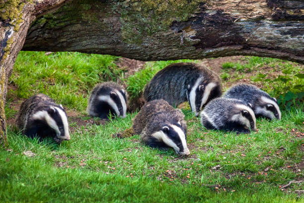 Badger sow and cubs Badger sow and cubs family feeding in a woodland forest badger stock pictures, royalty-free photos & images