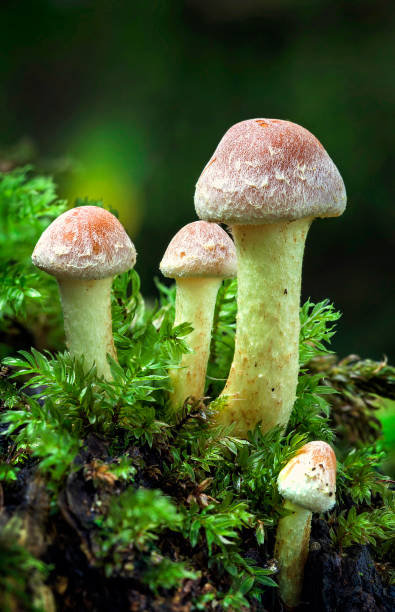 istock Woodland fungi 1040361098